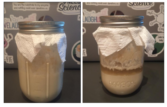 Biotechnology students experiment with sourdough bread 
cultures for an at-home lab. 